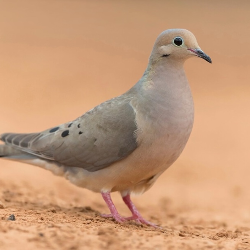 Meet your Posher, Kevin